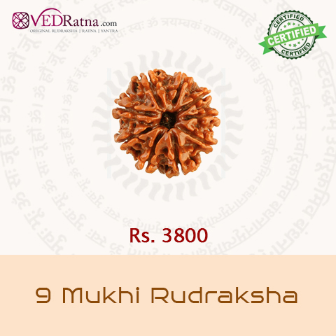 9 mukhi rudraksha